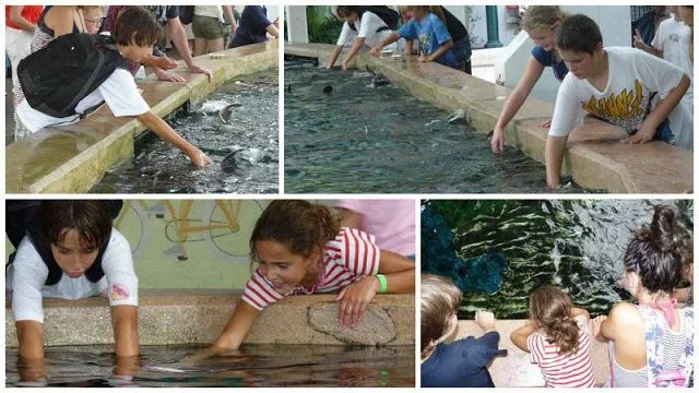 gente tocando rayas y mantas SeaWorld