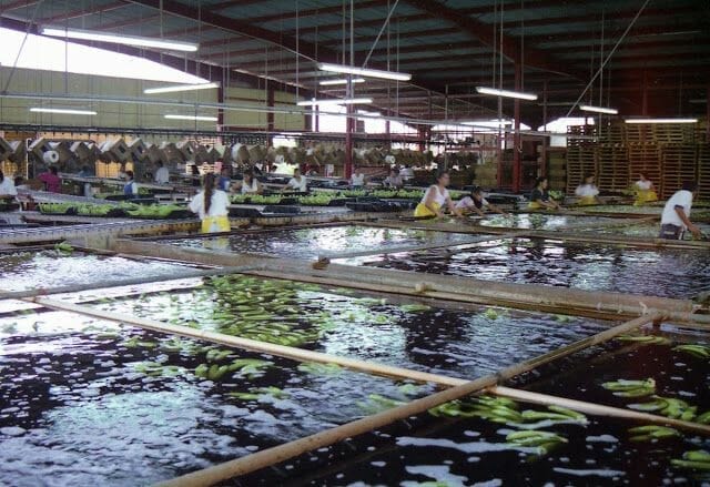 empresa platanera honduras