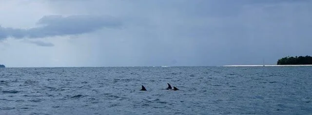 cayo Zapatilla desde Bocas del Toro