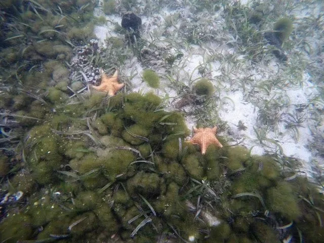 cayo Zapatilla desde Bocas del Toro
