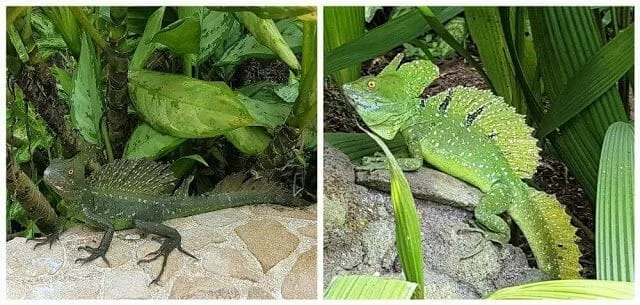 lagarto costa rica
