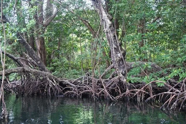 cayo Zapatilla desde Bocas del Toro