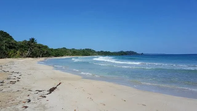 playa red frog