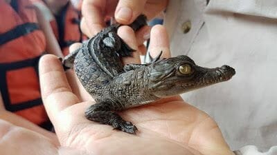 cocodrilo ACTIVIDADES EN EL GAMBOA RESORT