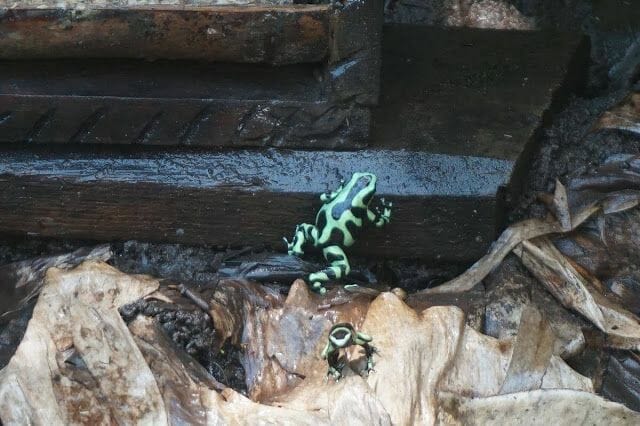 rana Panamá