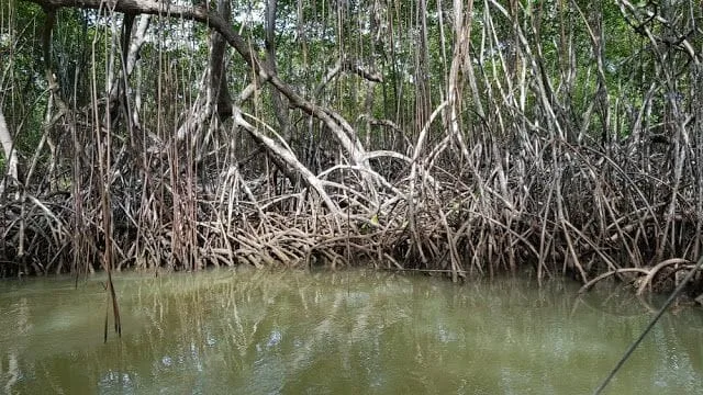 Canoa el tramo del río Jivales - Parque Nacional de los Haitises