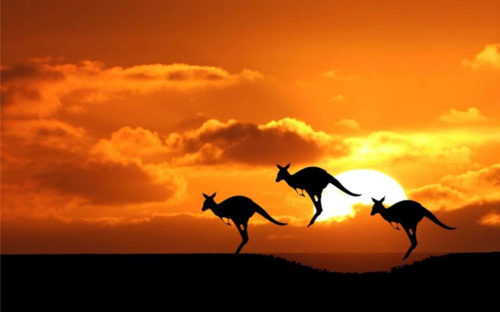 atardecer en australia con canguros