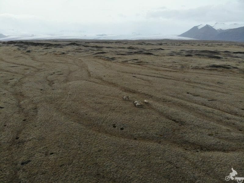 renos glaciar islandia