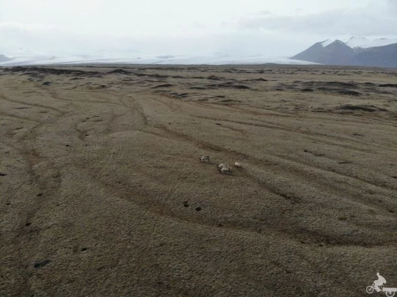 renos glaciar islandia