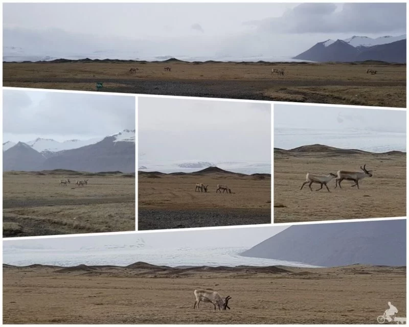 renos islandia