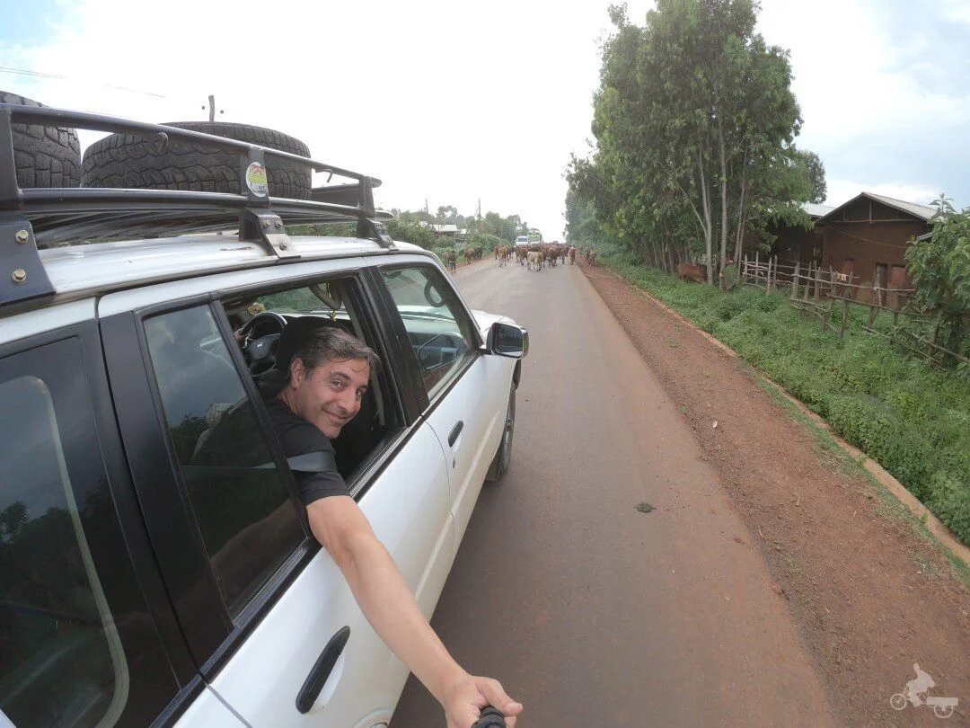 vacas carreteras etiopia