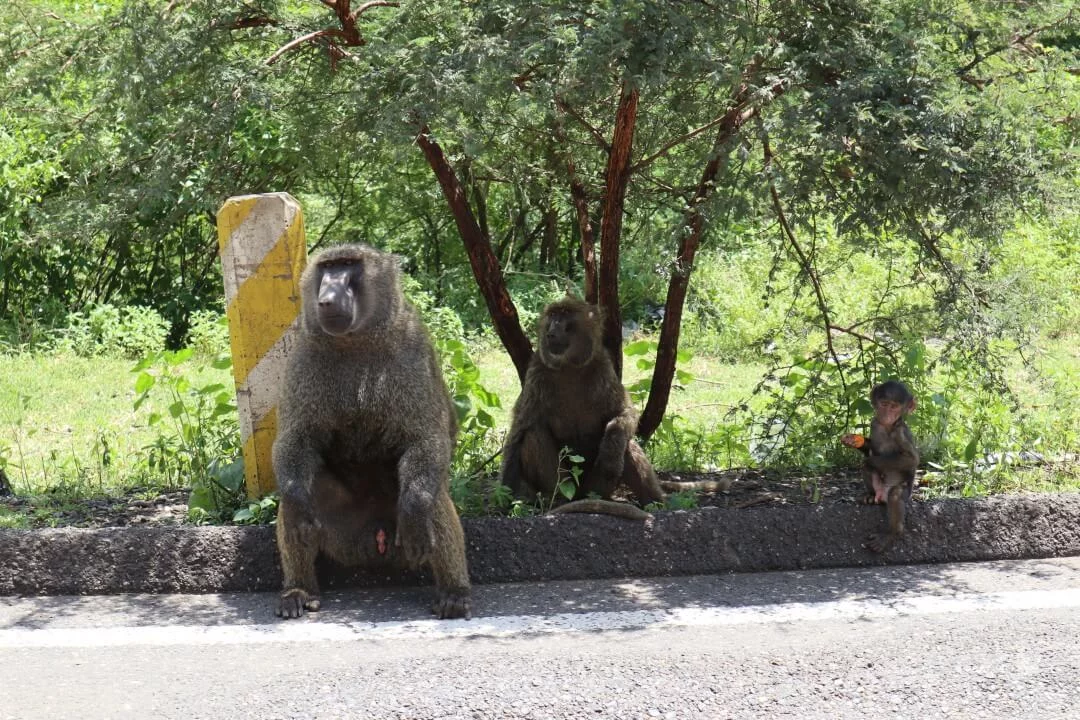 Monos Gelada en las gargantas del río Nilo Azul