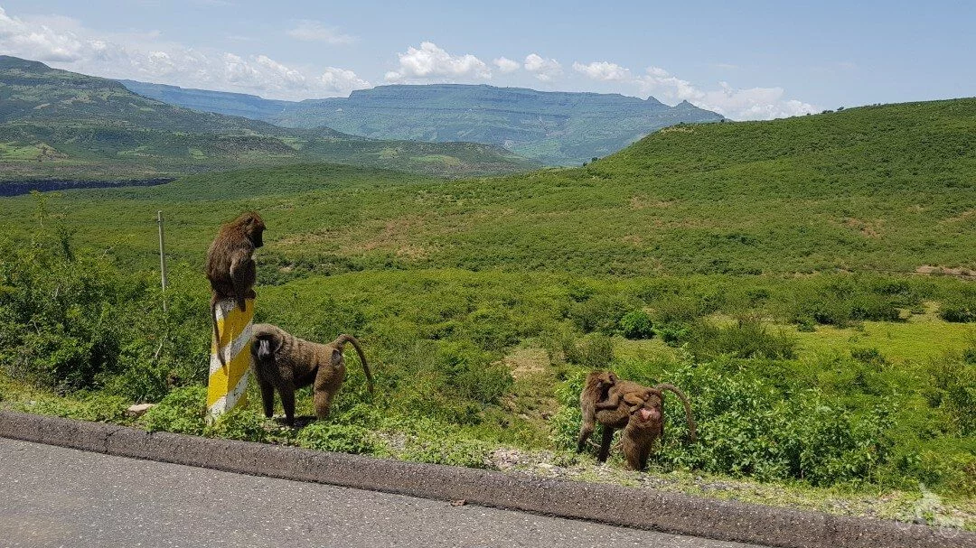 Monos Gelada en las gargantas del río Nilo Azul