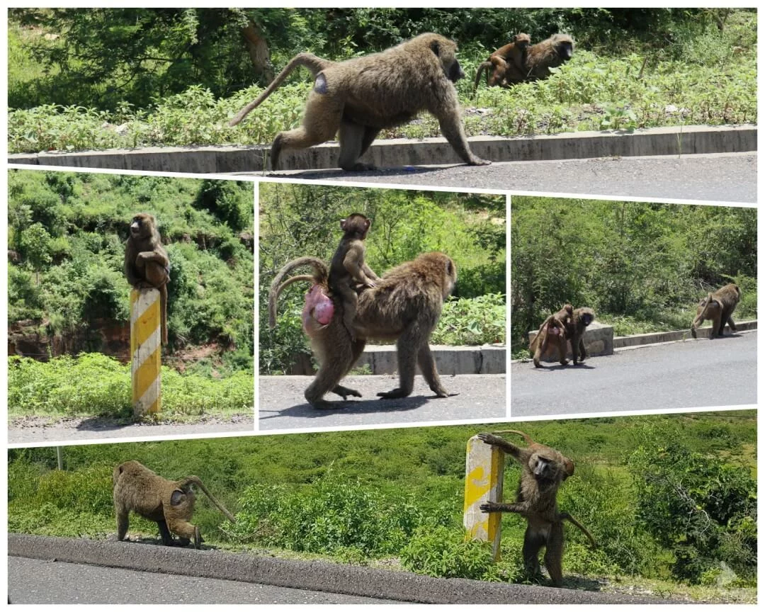 Monos Gelada en las gargantas del río Nilo Azul