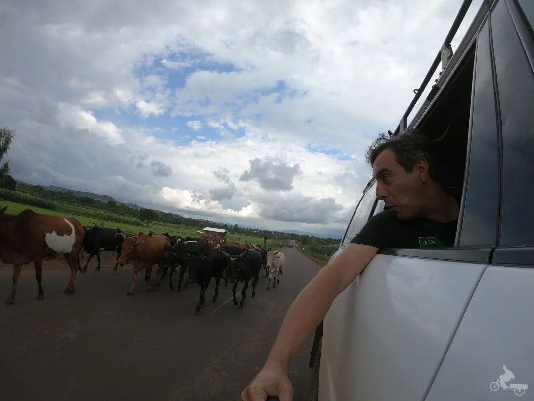 ganado carreteras etiopia