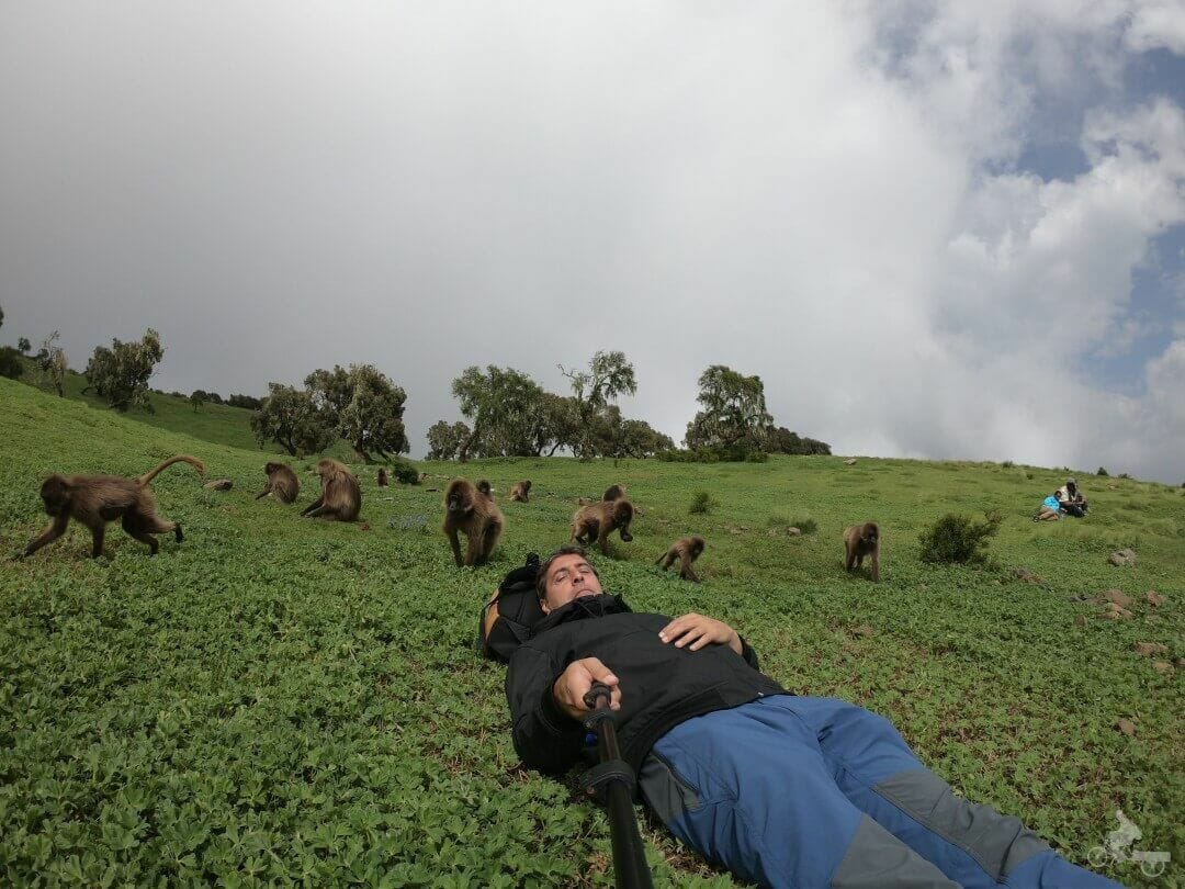babuinos monos gelada de simien