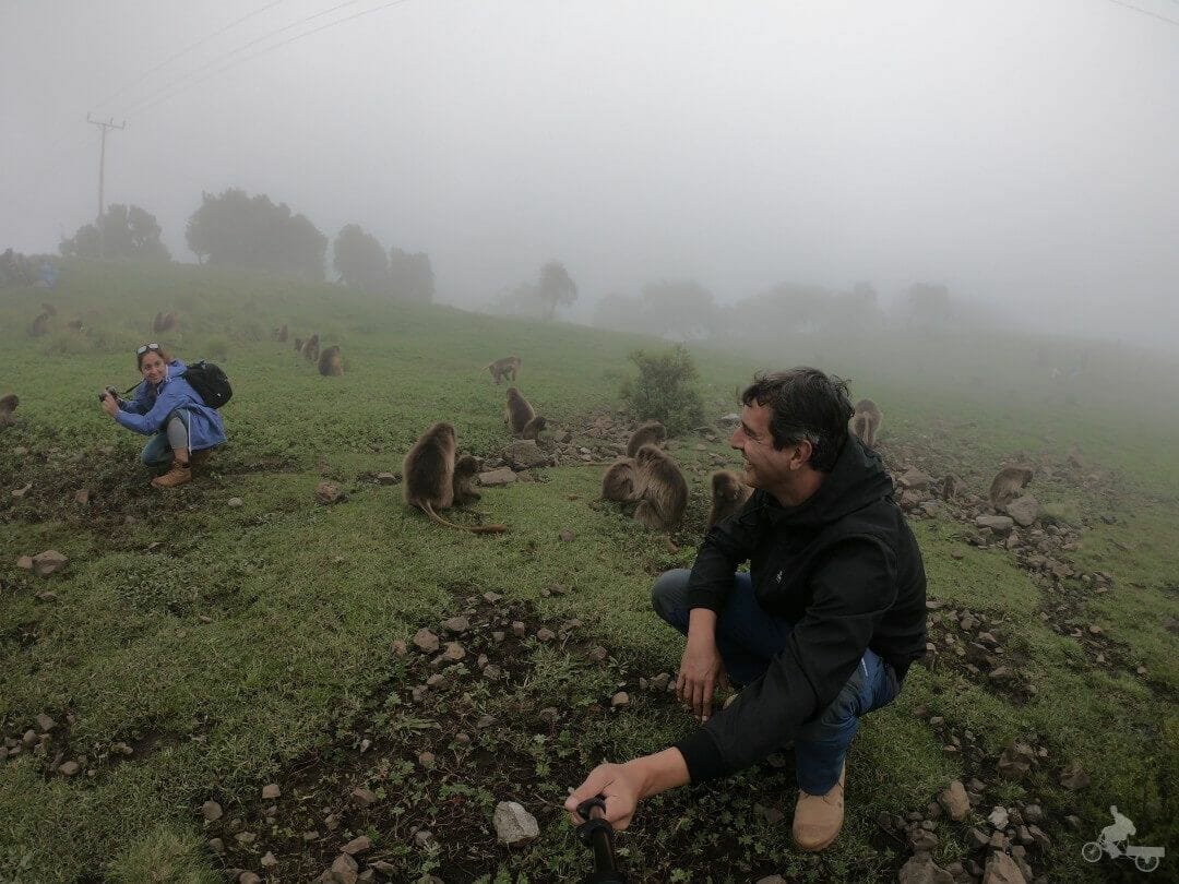 babuinos monos gelada de simien