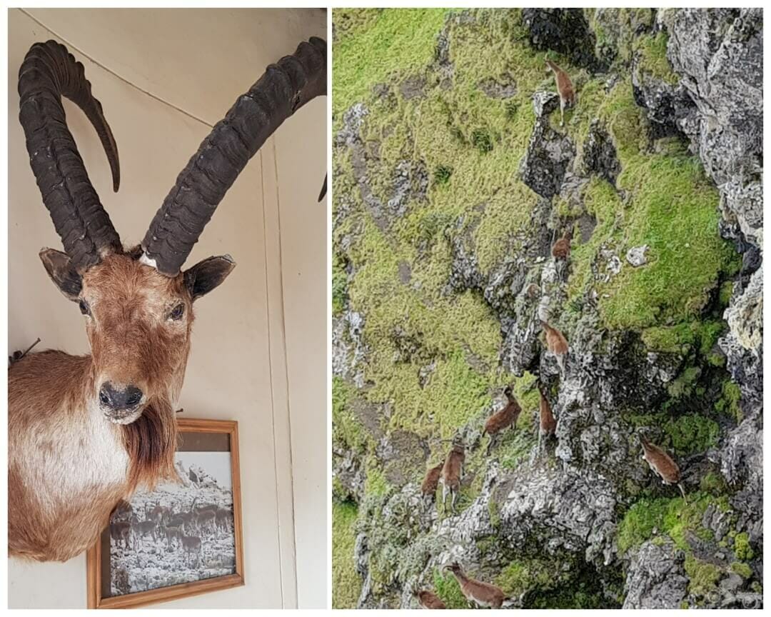 cabra montesa del parque nacional de Simien, Etiopía