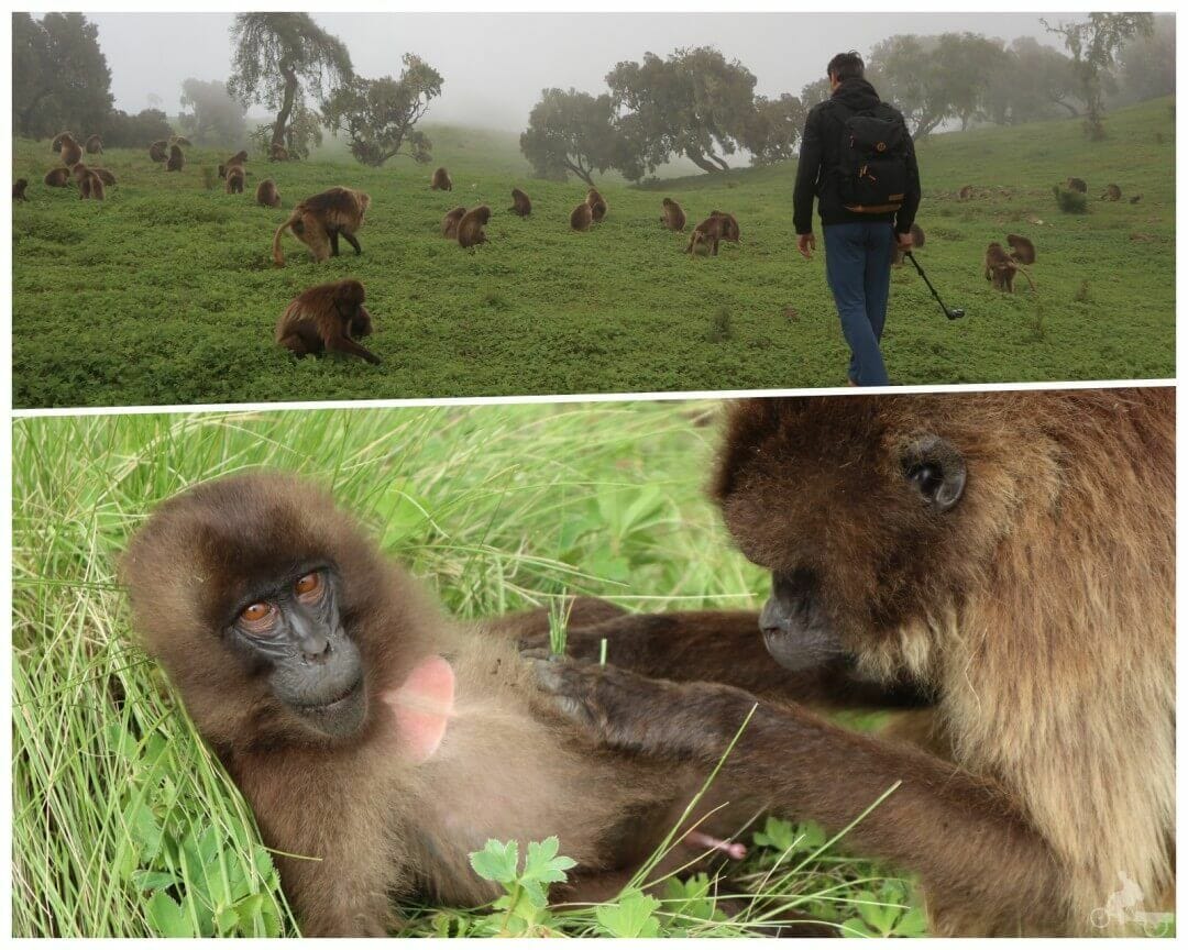 caminando entre monos gelada simien