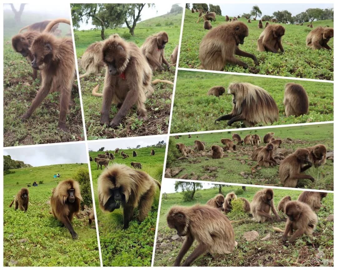 Caminando entre monos Gelada Simien