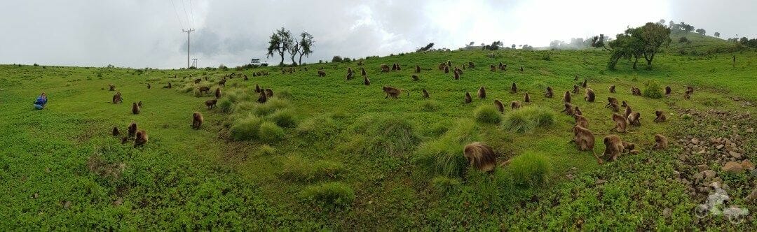 monos gelada simien