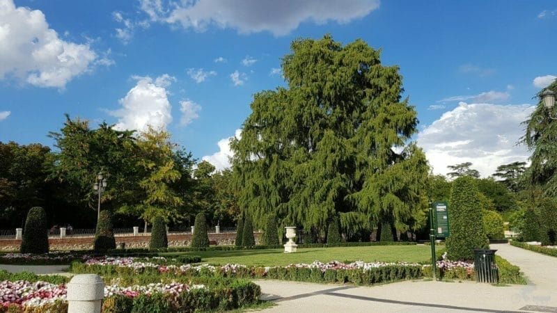 ahuehuete parterre