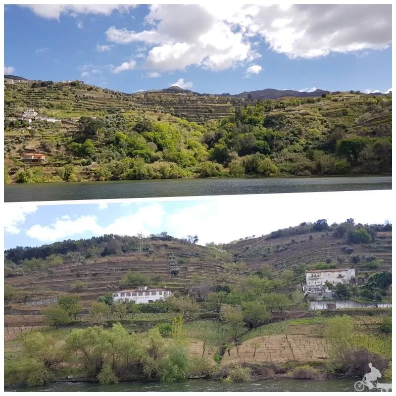 vides zona regua duero