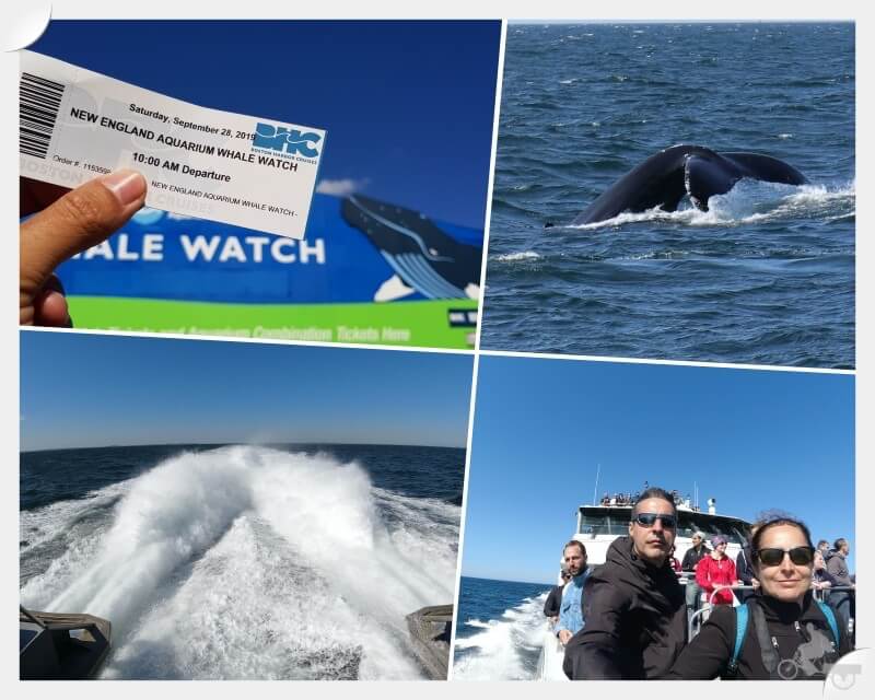 ver ballenas en Boston