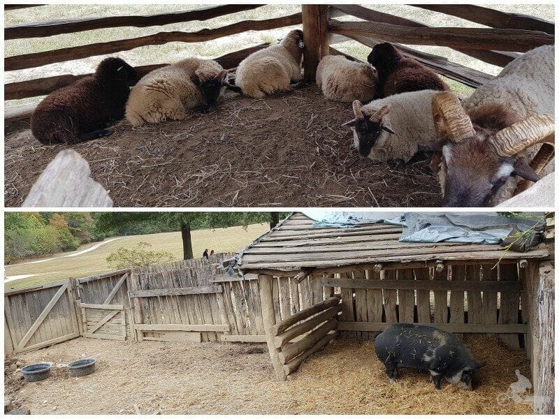 animales mount vernon