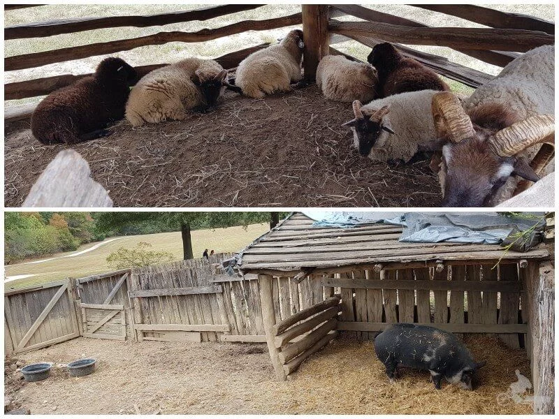 animales mount vernon