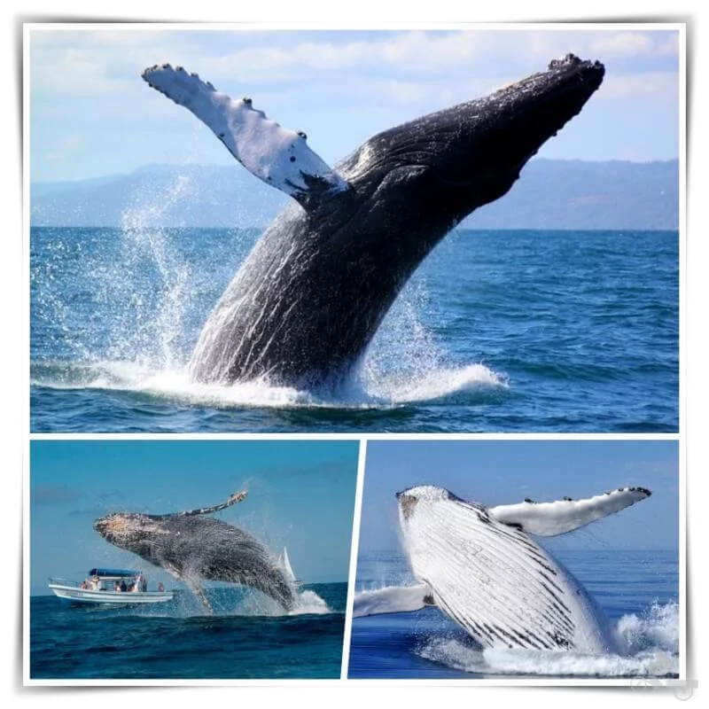 avistamiento de ballenas samana