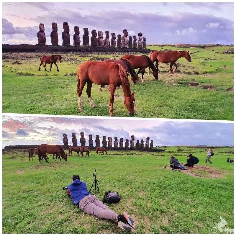 amanecer en ahu Tongariki con caballos