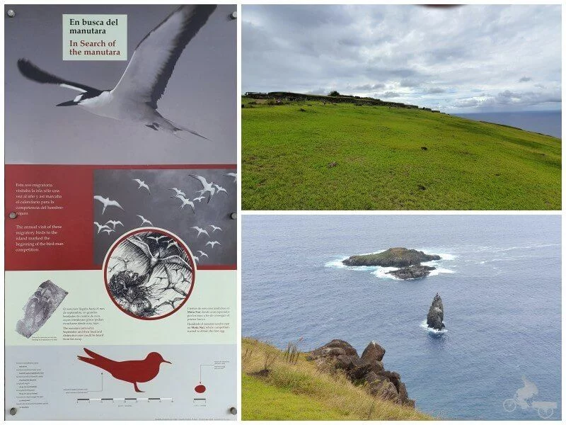 manutara en isla de Pascua