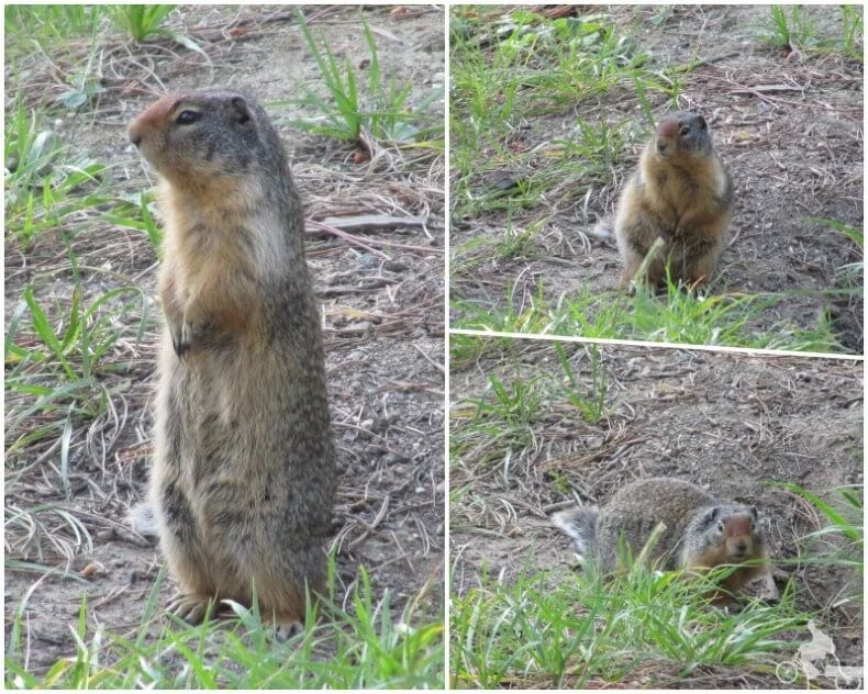 animales camping Whistlers
