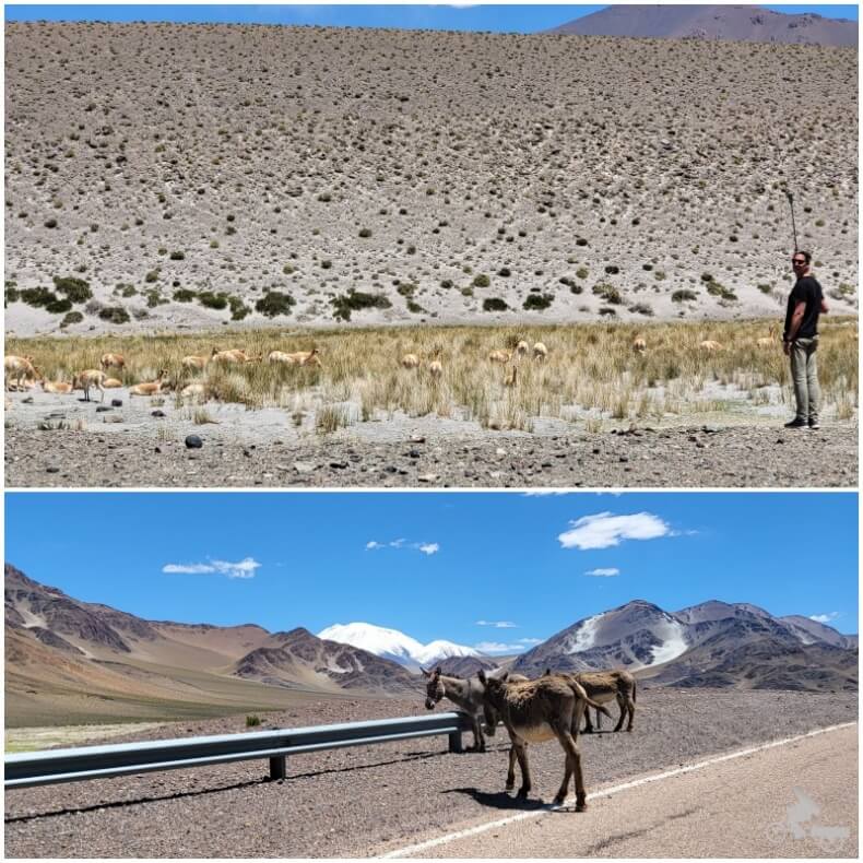 grupos de vicuñas