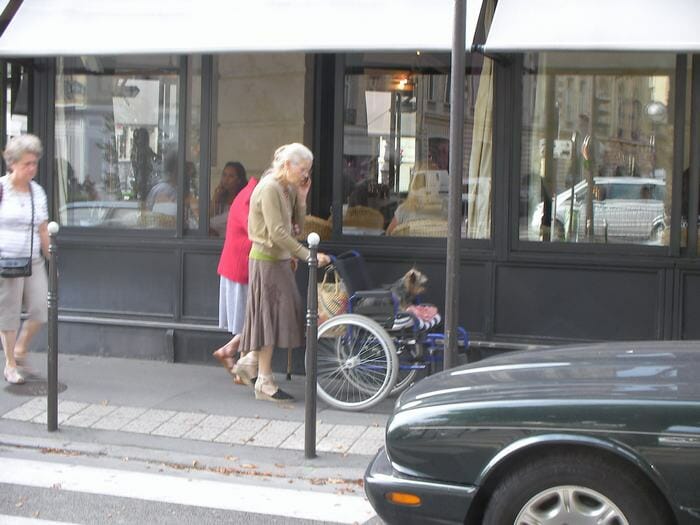 Perro en silla de ruedas