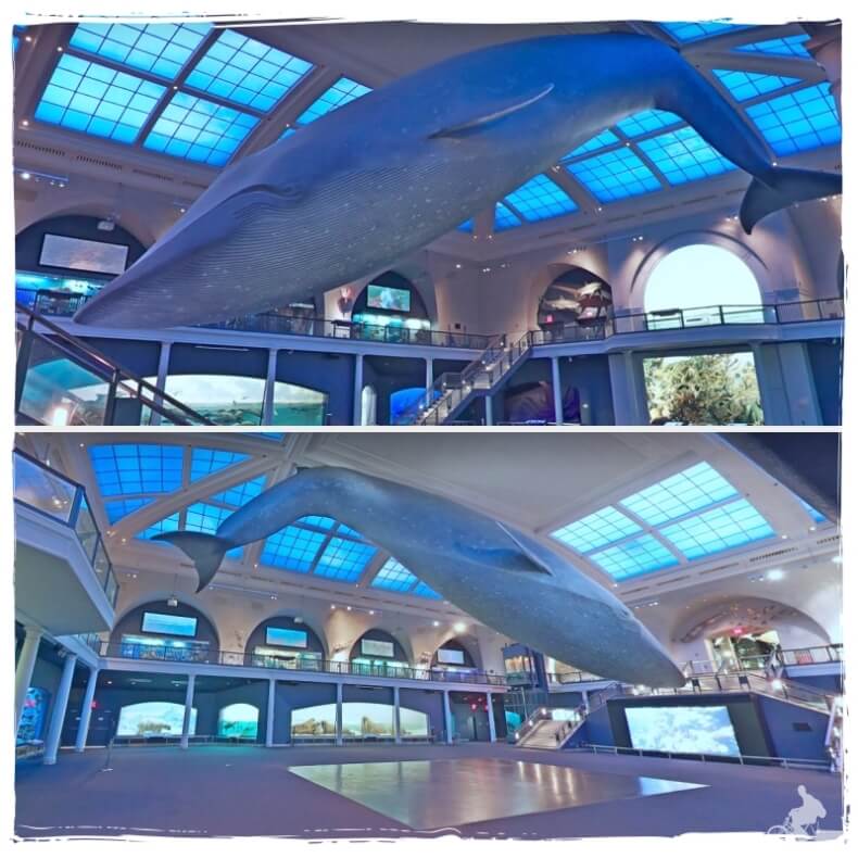 Ballena azul - Qué ver en el museo Natural de Historia de Nueva York - AMNH