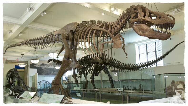T-REX - Qué ver en el museo Natural de Historia de Nueva York - AMNH