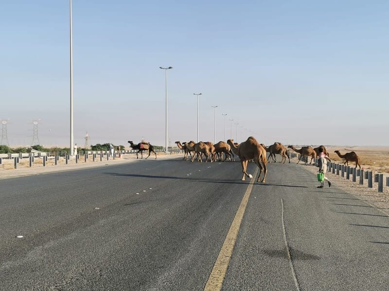 camellos cruzando carretera en Kuwait