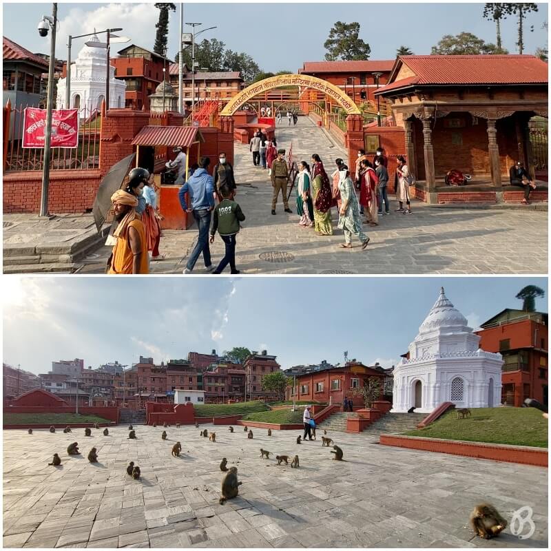 Entrada para Visitar el templo Pashupatinath llena de monos