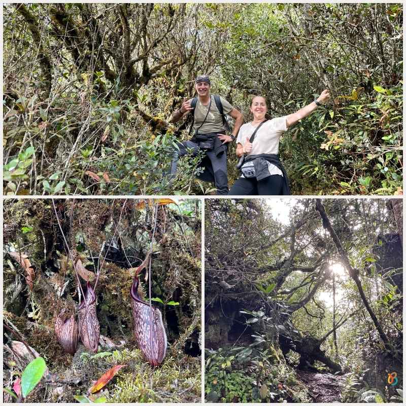 bosque de musgo Cameron Highlands