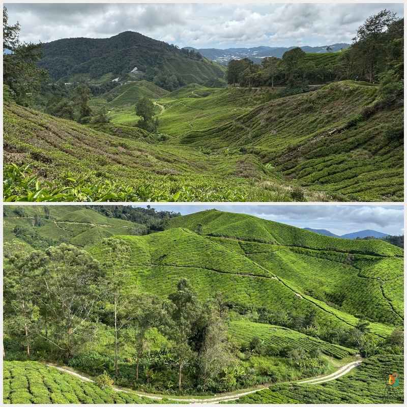 campos de te oh en cameron highlands
