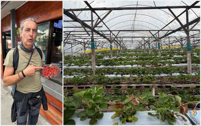 fresas recolección en Malasiia de Cameron Highlands