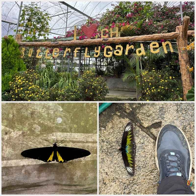 mariposario de Malasia