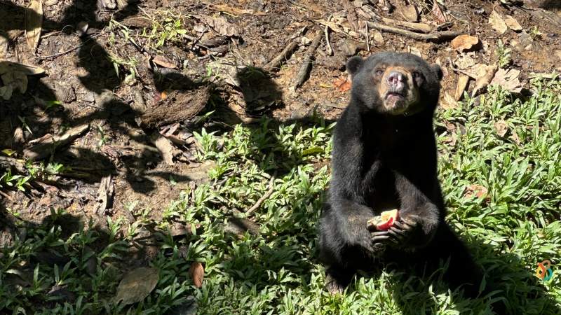 Bornean Sun Bear Conservation Centre (BSBCC)