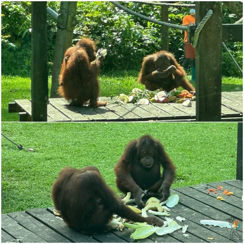 Centro de Rehabilitación de Orangutanes de Sepilok