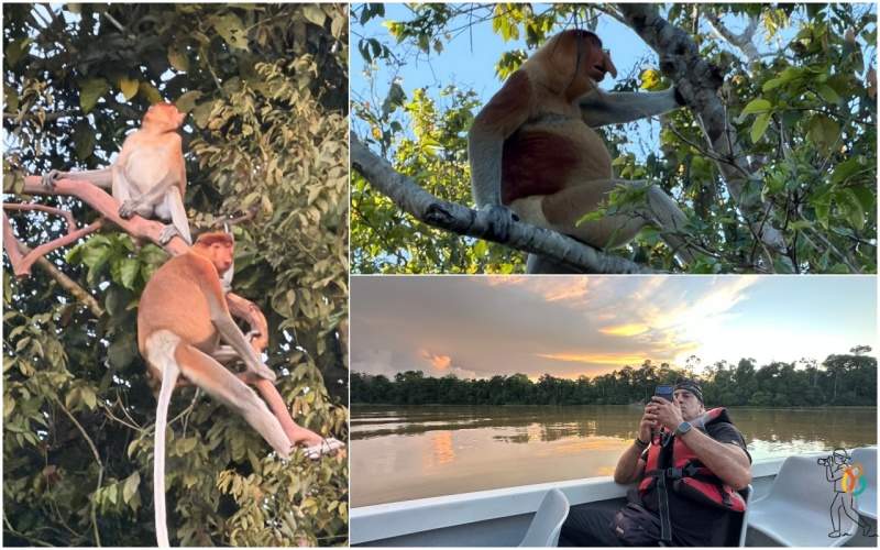Crucero por el río Kinabatangan
