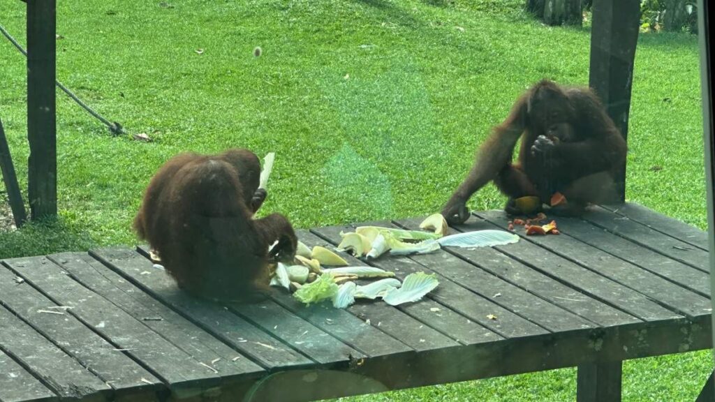 qué ver en Borneo en 3 días