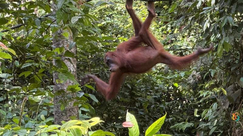 orangután del norte de Borneo