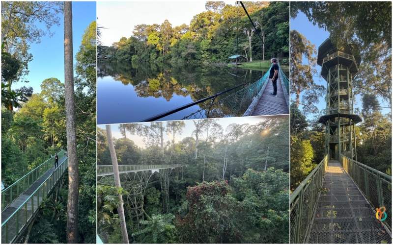 Rainforest Discovery Centre (RDC)